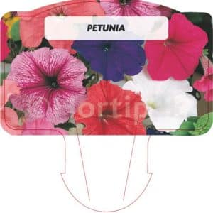 Petunia  Mixed