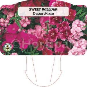 Sweet William Dwarf