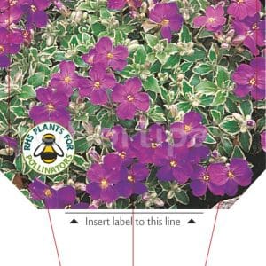 Aubrieta (Rock Cress) Dr Mules Variegata