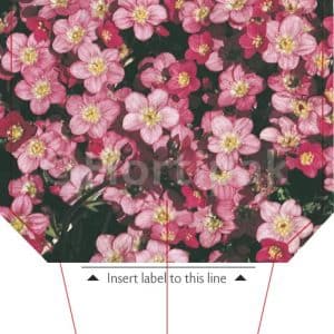 Saxifraga X Arendsii (Saxifrage) Pink