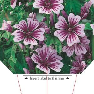 Malva Sylvestris Zebrina