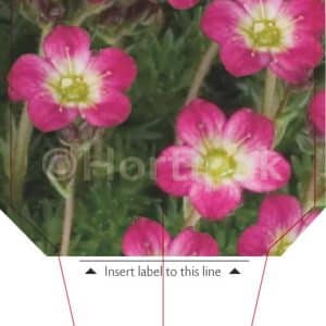 Saxifraga X Arendsii (Saxifrage) Pixie Rose