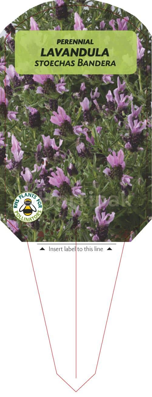 Lavandula Stoechas (Lavender) Bandera Plant Labels - Hortipak
