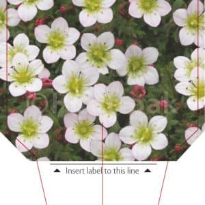 Saxifraga (Saxifrage) Pixi Pan Appleblossom