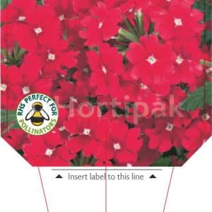 Verbena Red