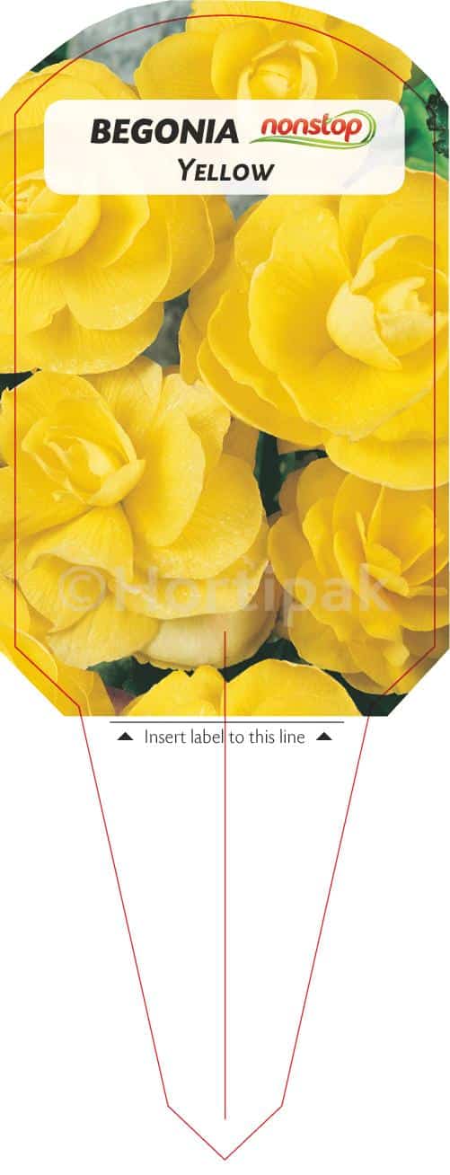 Begonia Non Stop Yellow Plant Labels - Hortipak