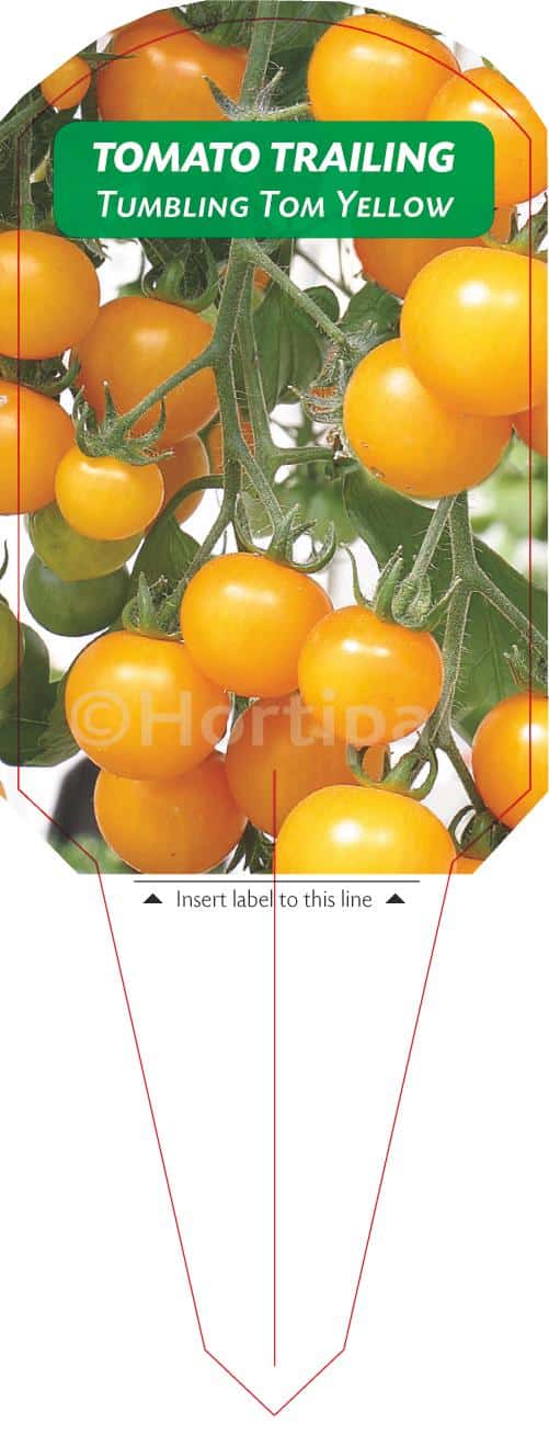 Tomato Tumbling Tom Yellow Hortipak eStore