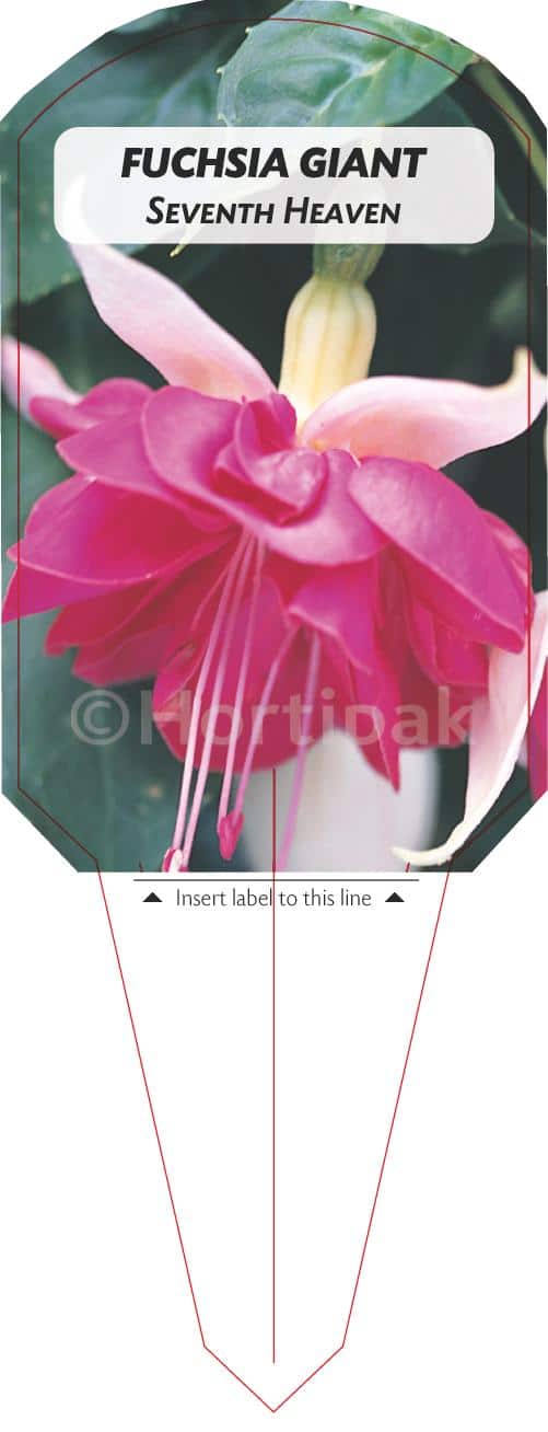 Fuchsia Seventh Heaven Plant Labels - Hortipak
