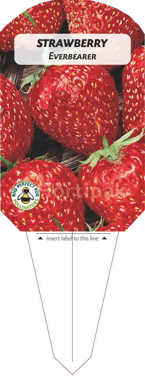 Strawberry Everbearer Plant Labels - Hortipak