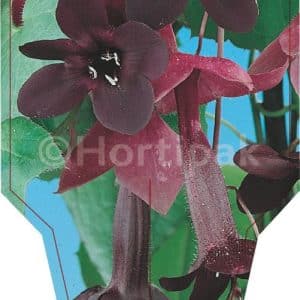 Rhodochiton Purple Bells