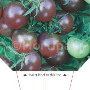 Tomato Black Cherry