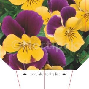 Viola Yellow With Purple Wing