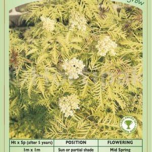 Sambucus Racemosa Sutherland (Elastic Loop Attached)