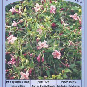 Jasminum Beesianum (Elastic Loop Attached)