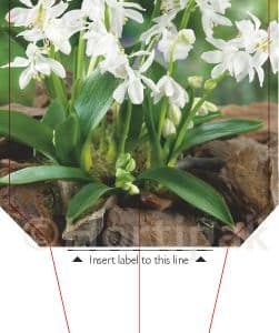 Scilla Siberica Alba